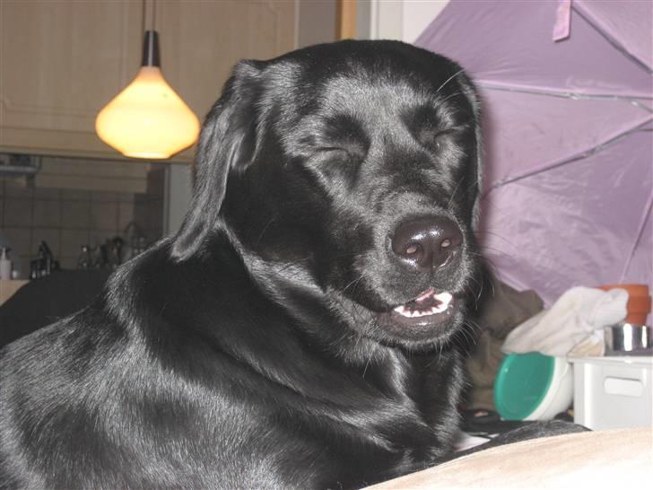 Labrador retriever Jessie - de mennesker de er simpelthen for sjove billede 3