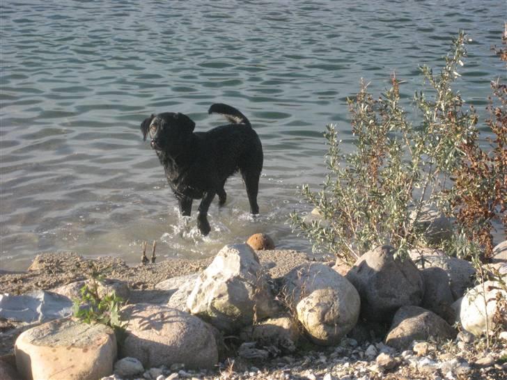 Labrador retriever Jessie - Kaster i snart noget,jeg kan svømme ud efter ? billede 4