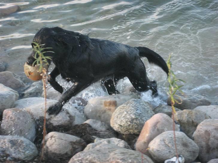 Labrador retriever Jessie - endelig fik de taget sig sammen til at kaste  den bold:-) og jeg har allerede hentet den. billede 5