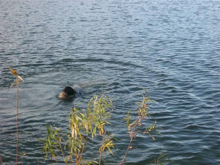 Labrador retriever Jessie - henter lige en bold mere. billede 6