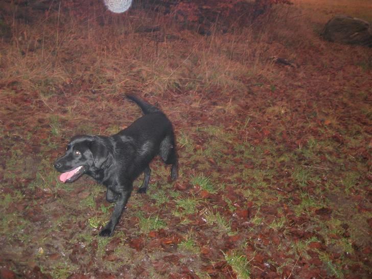 Labrador retriever Jessie - en skovtur er bare det bedste jeg ved billede 7