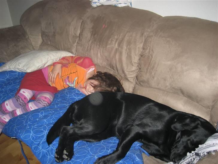 Labrador retriever Jessie - snupper mig lige en lur på sofaen,sammen med naboens datter billede 8