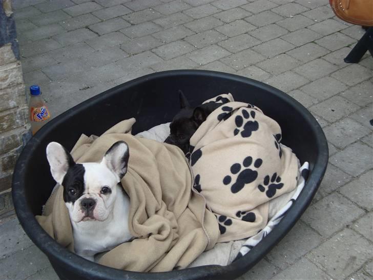 Fransk bulldog Josie R.I.P billede 2