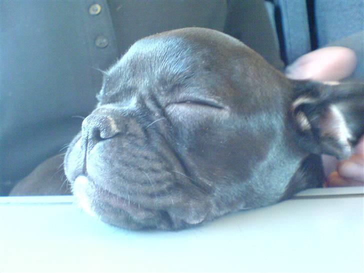 Fransk bulldog Emma R.I.P billede 10