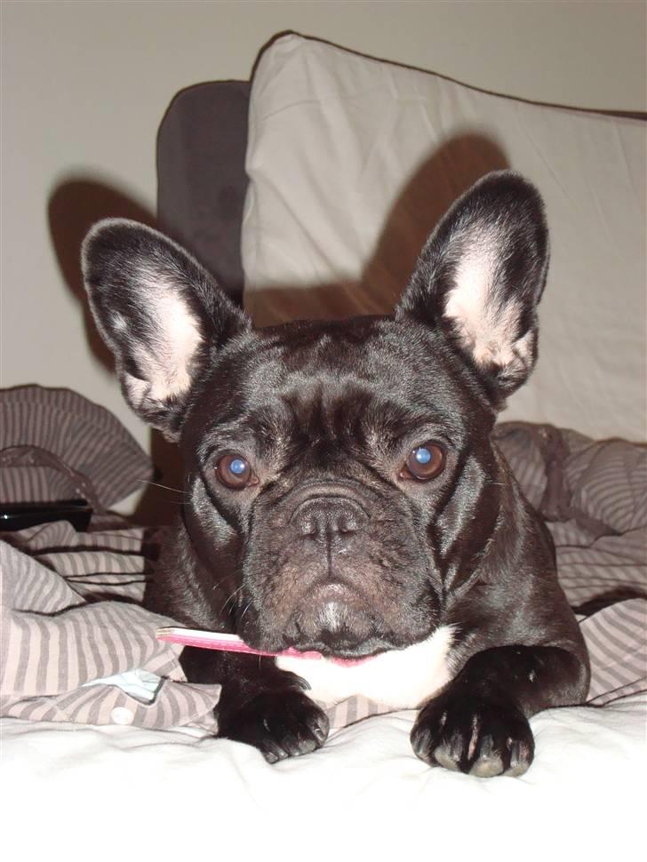 Fransk bulldog Emma R.I.P billede 11