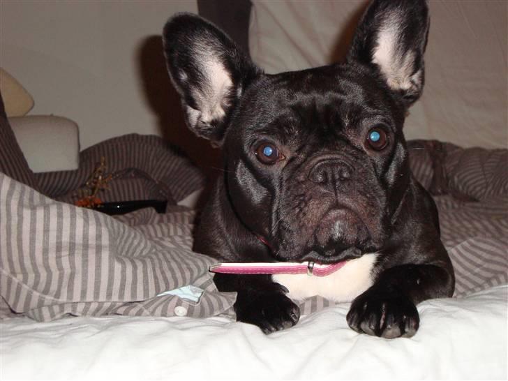 Fransk bulldog Emma R.I.P billede 12