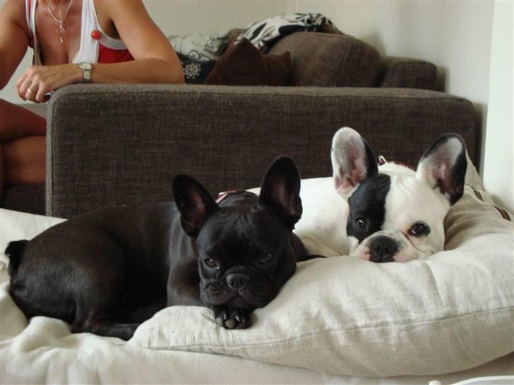 Fransk bulldog Emma R.I.P billede 13