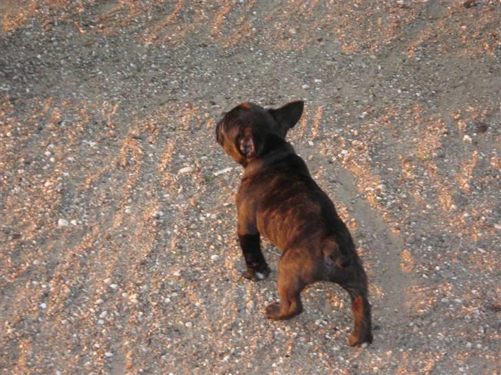 Fransk bulldog Anton - Bor hos far nu billede 11