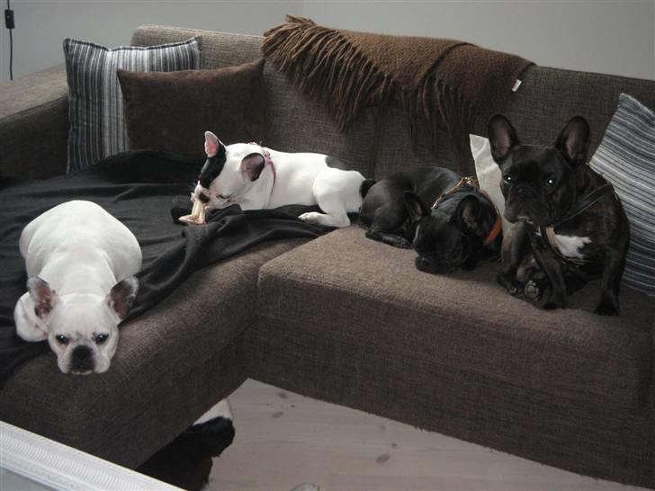 Fransk bulldog Josie R.I.P - Så er der dømt sofahygge, RÅHYGGE! billede 3