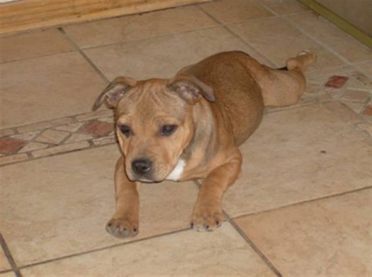 Staffordshire bull terrier Tovdal Quality Queen billede 12