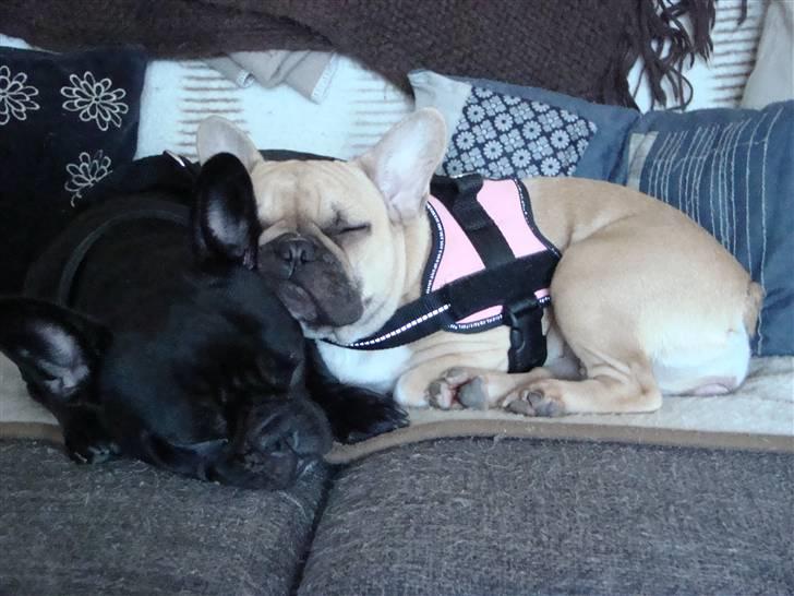 Fransk bulldog Emma R.I.P - Så er der dømt sofahygge, RÅHYGGE! billede 14