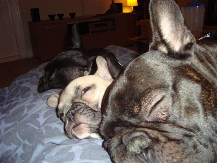 Fransk bulldog Anton - Bor hos far nu - Så er der dømt sofahygge, RÅHYGGE! billede 13