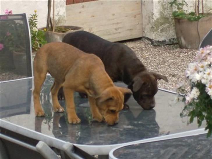 Staffordshire bull terrier Tovdal Quality Queen billede 13