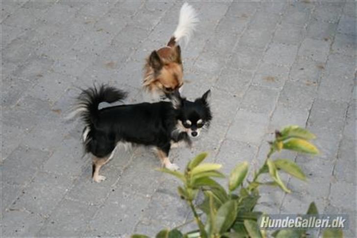 Chihuahua Snoopy - Mig og min kæreste Chilli billede 3