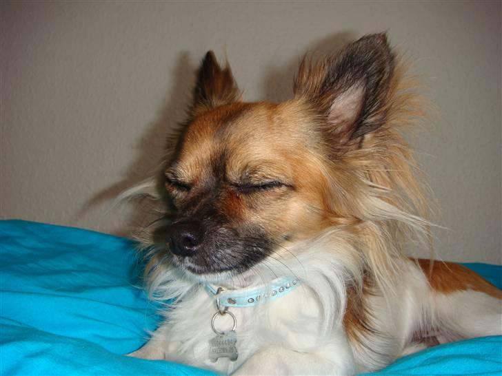 Chihuahua Snoopy - Uhha lige vågnet.. billede 4