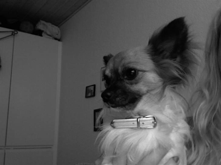 Chihuahua Snoopy billede 5