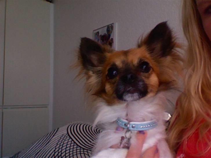 Chihuahua Snoopy billede 6