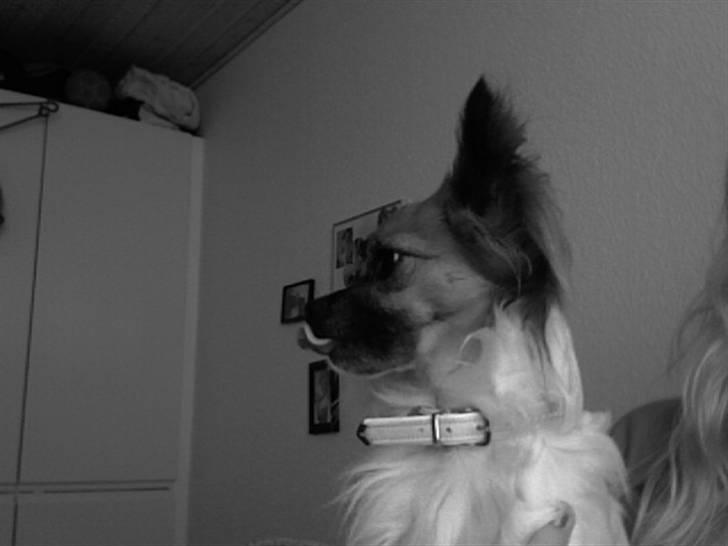 Chihuahua Snoopy billede 7