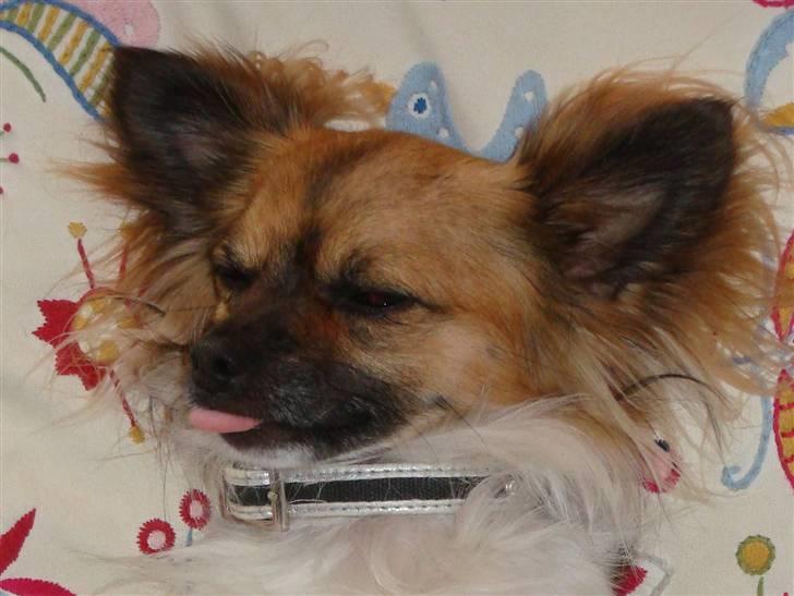 Chihuahua Snoopy billede 8