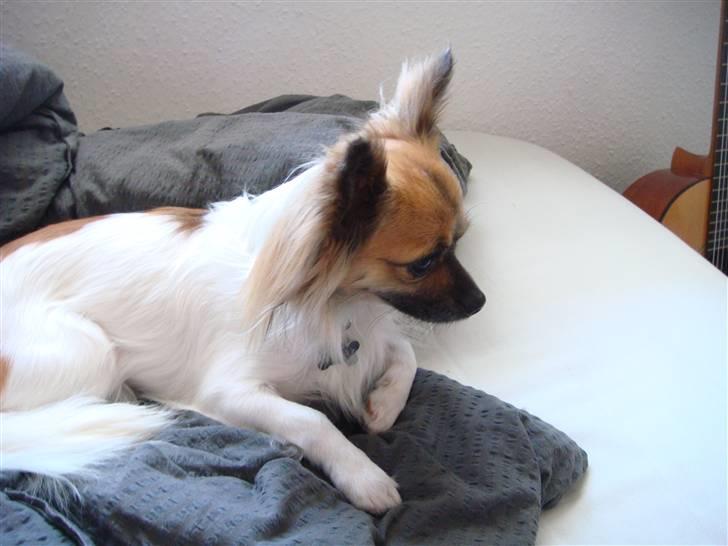 Chihuahua Snoopy billede 9