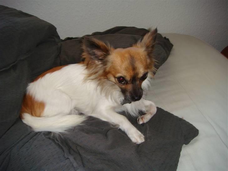 Chihuahua Snoopy billede 10