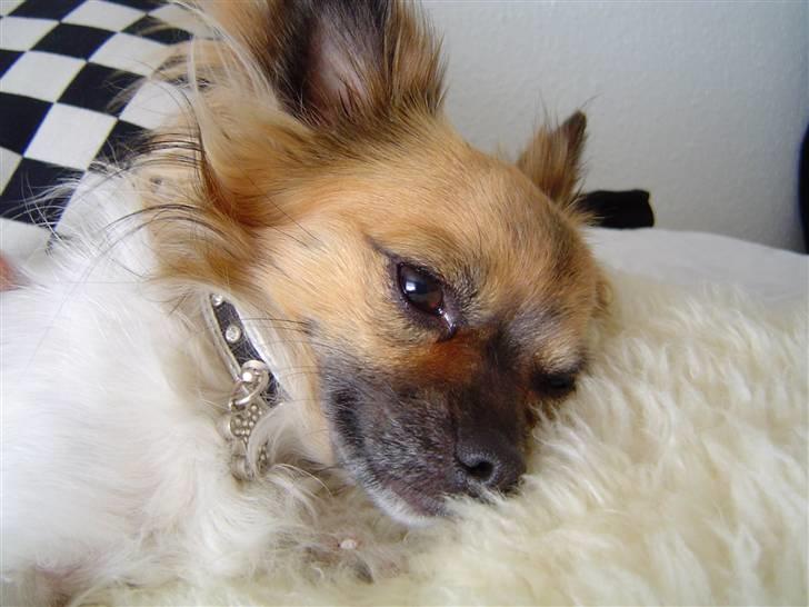 Chihuahua Snoopy billede 11