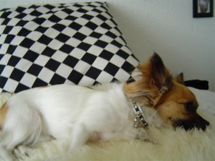 Chihuahua Snoopy billede 12