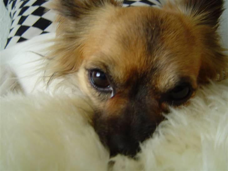 Chihuahua Snoopy - Ikke nu MOAR<3 billede 13