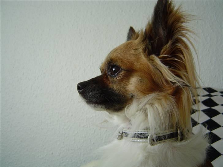 Chihuahua Snoopy billede 14