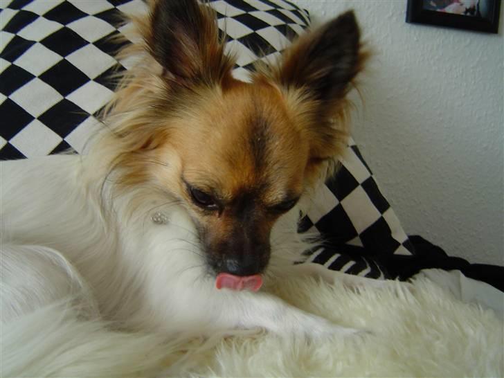 Chihuahua Snoopy - Puha hunde-shampoo add!  billede 15