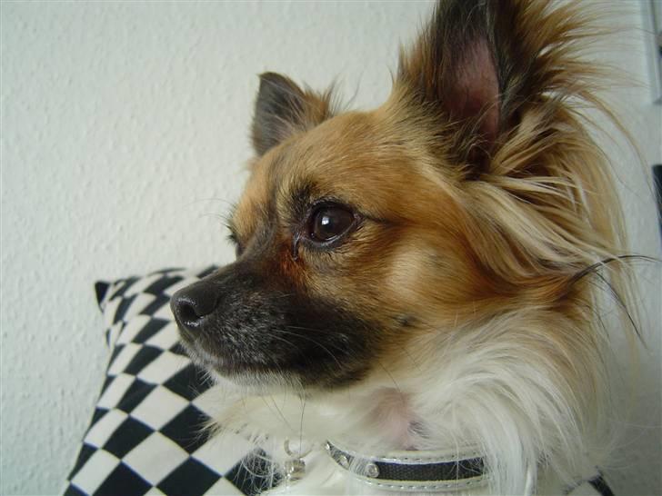 Chihuahua Snoopy billede 16