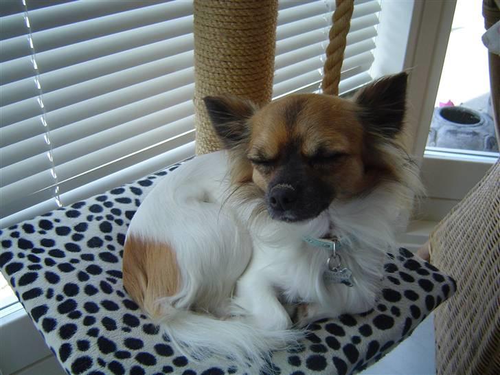 Chihuahua Snoopy - Moar! jeg gider ikke billeder nu jeg har lige gravet mit kødben ned. billede 17