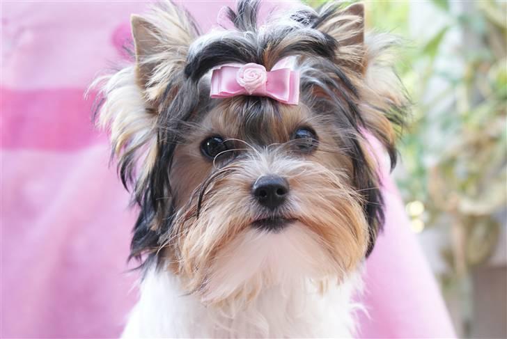 Biewer yorkshire terrier "Smilla" - Smukke Smilla billede 1