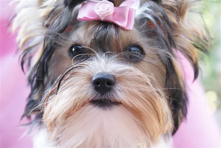 Biewer yorkshire terrier "Smilla" - Smukke Smilla billede 2