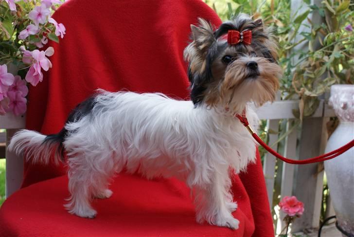 Biewer yorkshire terrier "Smilla" - Smukke Smilla billede 3