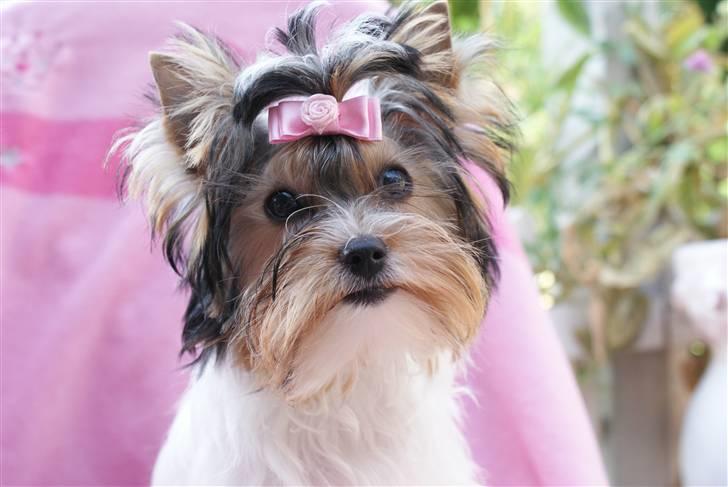 Biewer yorkshire terrier "Smilla" billede 4