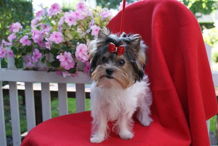 Biewer yorkshire terrier "Smilla" billede 5