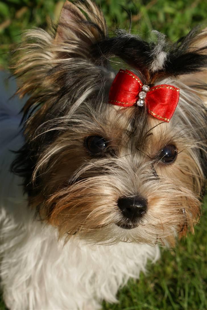 Biewer yorkshire terrier "Smilla" billede 6