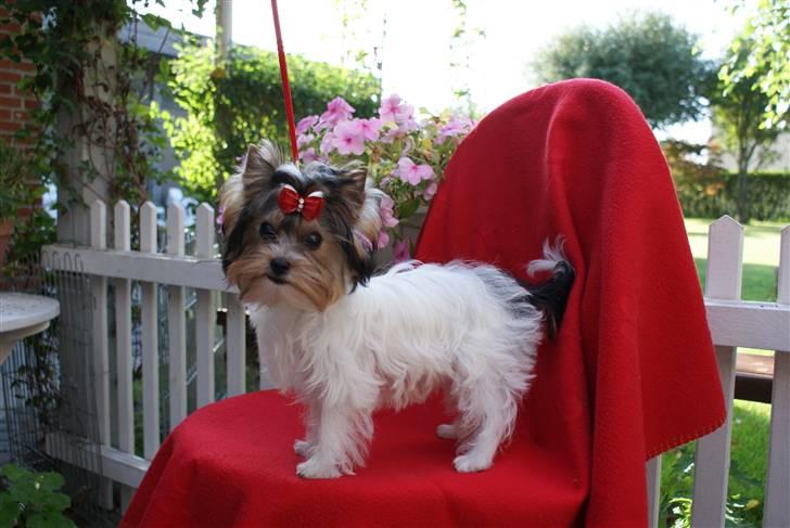 Biewer yorkshire terrier "Smilla" billede 7