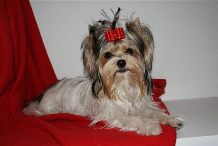 Biewer yorkshire terrier "Smilla" billede 8