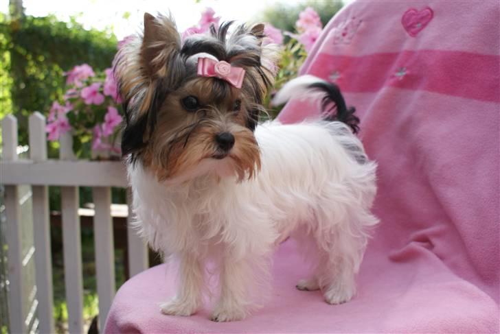 Biewer yorkshire terrier "Smilla" billede 9