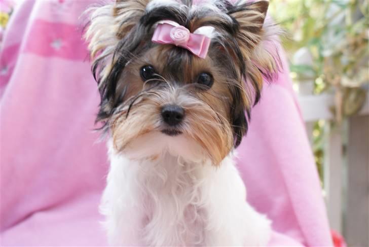 Biewer yorkshire terrier "Smilla" billede 10