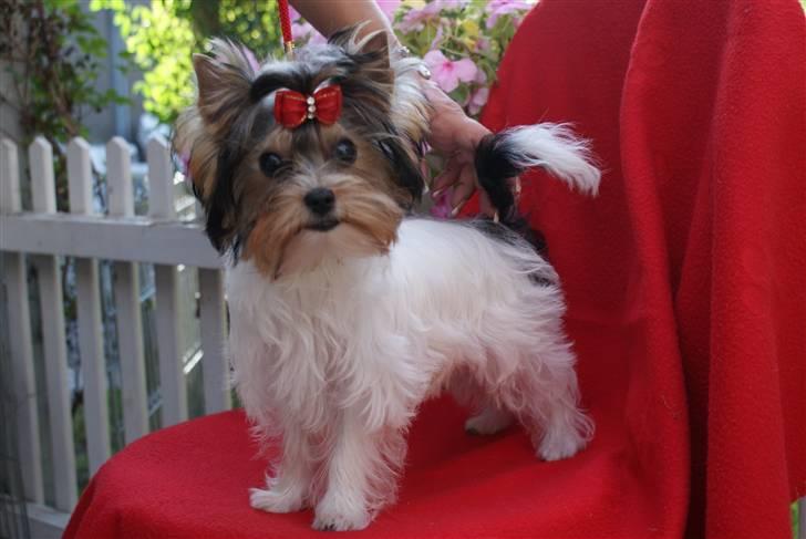 Biewer yorkshire terrier "Smilla" billede 11