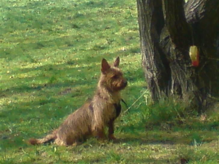 Australsk terrier Molly - Molly i skoven - 1 år gammel og lettere langhåret billede 14