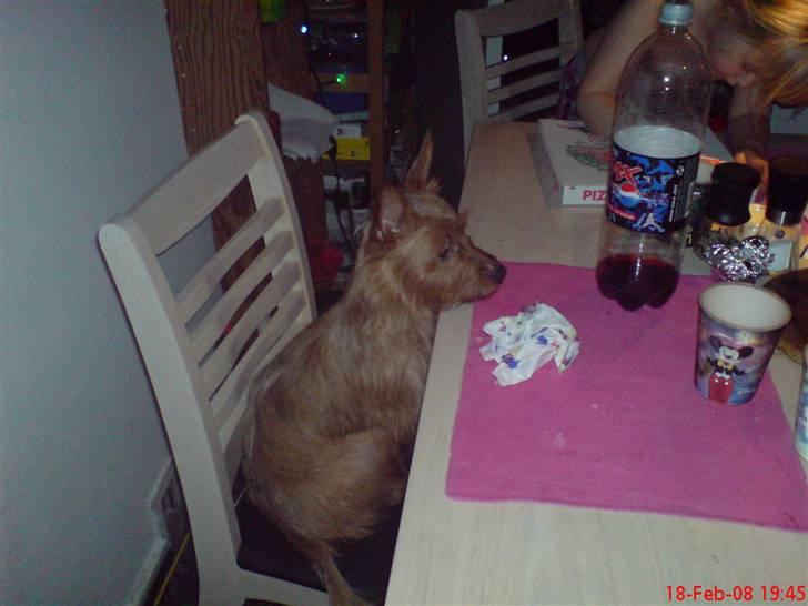 Australsk terrier Molly - Hvornår kommer min mad....må jeg ikke sidde med ved bordet??? billede 15