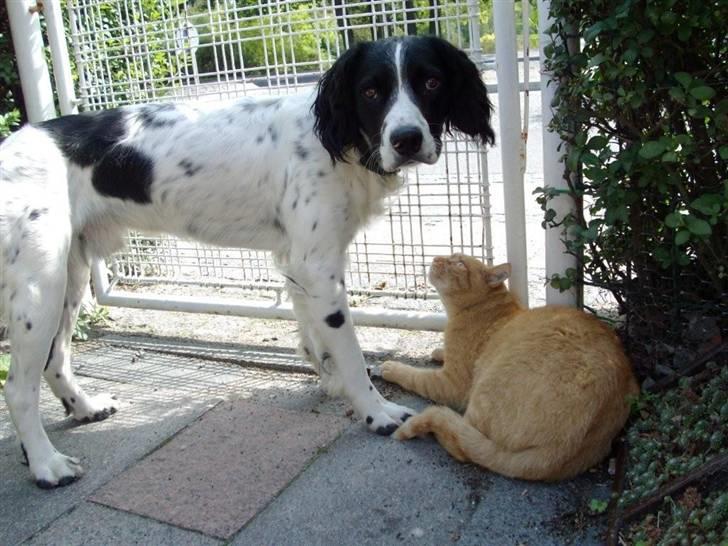 Engelsk springer spaniel Zimba - Zimba og Mickey billede 11