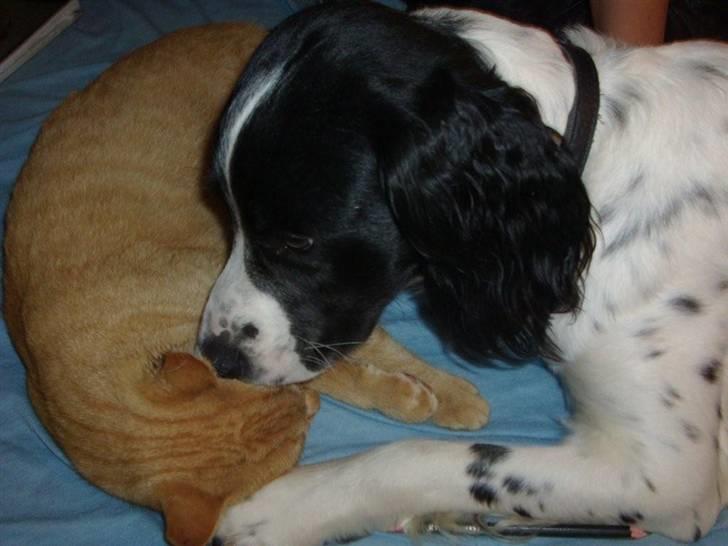 Engelsk springer spaniel Zimba - Nu skal jeg hviske dig en hemmelighed billede 12