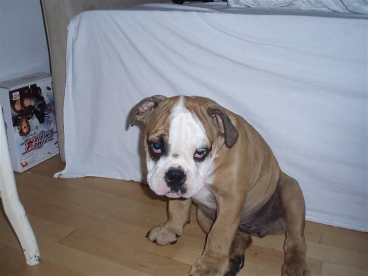 Engelsk bulldog Loui billede 3