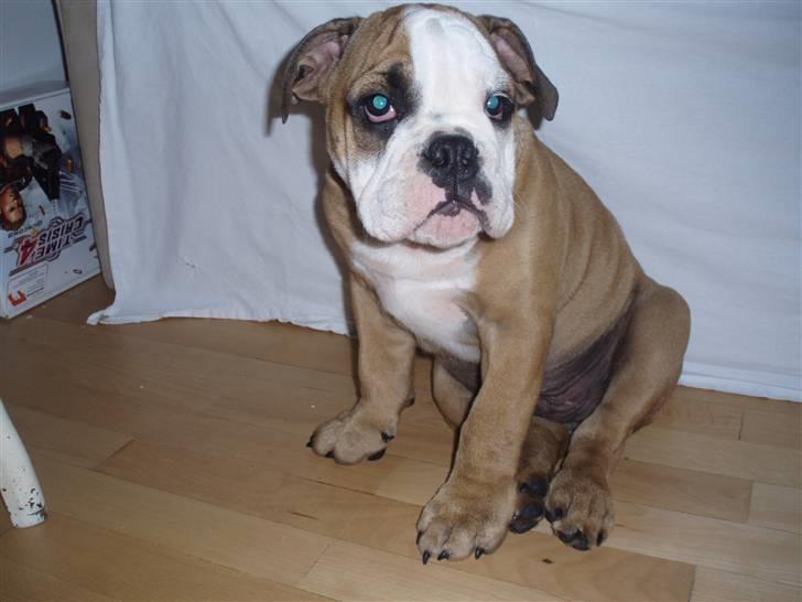 Engelsk bulldog Loui billede 4