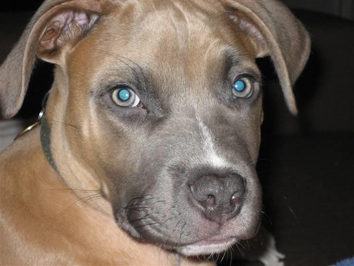 Amerikansk staffordshire terrier Enzo billede 1